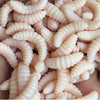 Image of 50pcs artificial soft maggot realistic grub fishing lure bait - Shopiment