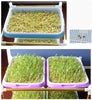 Image of Double-Layer Seed Sprout Nursery Pots Hydroponics Basket Flower Plant Germination Tray Box - Shopiment